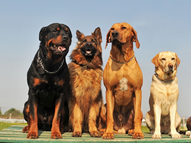 Крупные породы собак в Березовском | ЗооТом портал о животных
